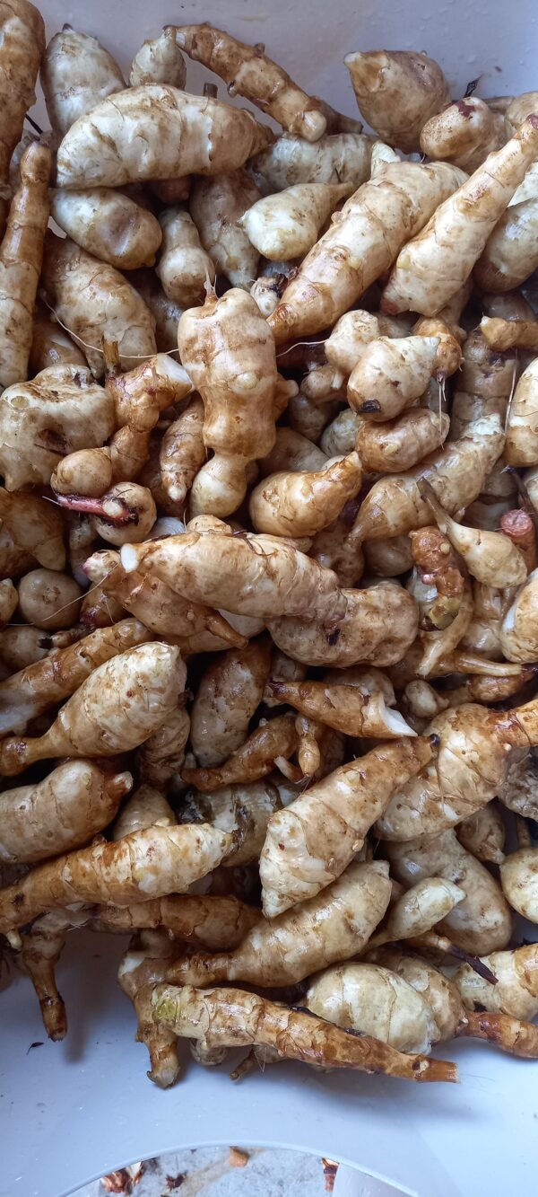 Topinambur ‘Gute Gelbe' – Bild 5