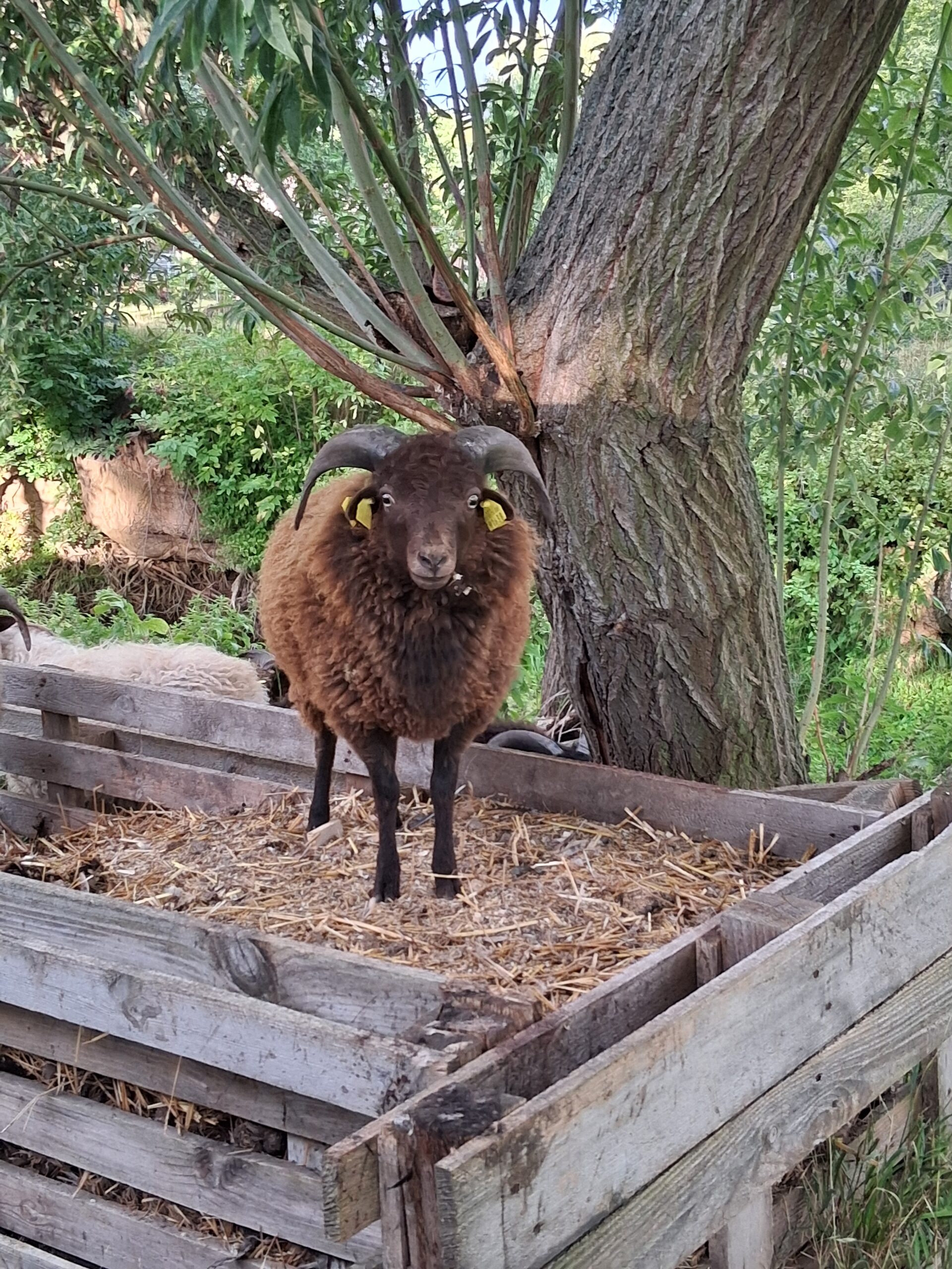 Salami vom Schaf – Bild 6